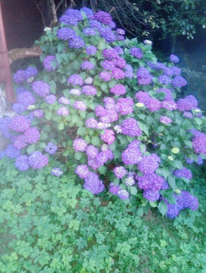 Holiday Home Vesna Brod na Kupi 外观 照片
