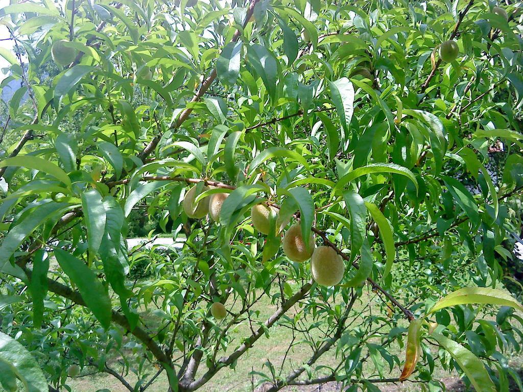 Holiday Home Vesna Brod na Kupi 客房 照片